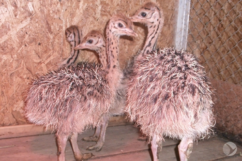 В Пензенском зоопарке продают страусов и уток-мандаринок