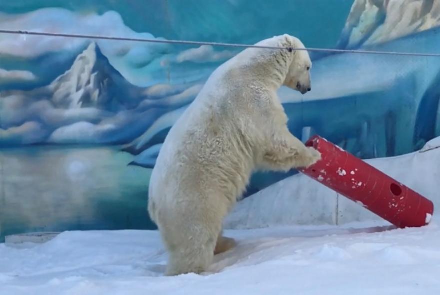 Пензенский зоопарк проводит конкурс работ про белого медведя