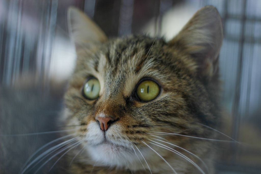 В Пензе прошла выставка дворовых кошек — галерея