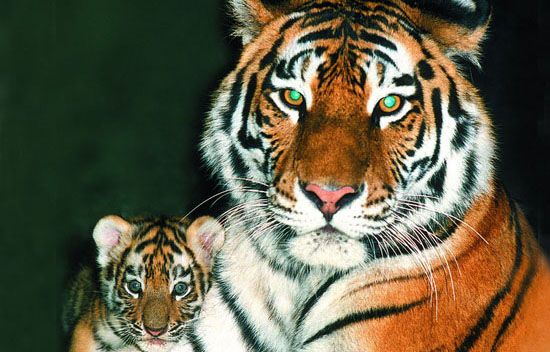 Пензенский зоопарк примет участие в программе сохранения амурских тигров