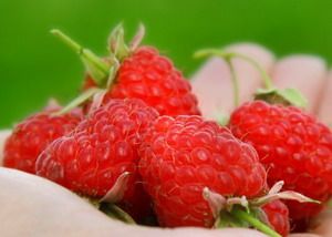В Пензенской области ягоды выращивают на площади в 90 гектар