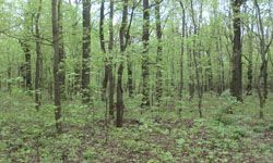 5 мая в Пензенской области пройдет Национальный день посадки леса