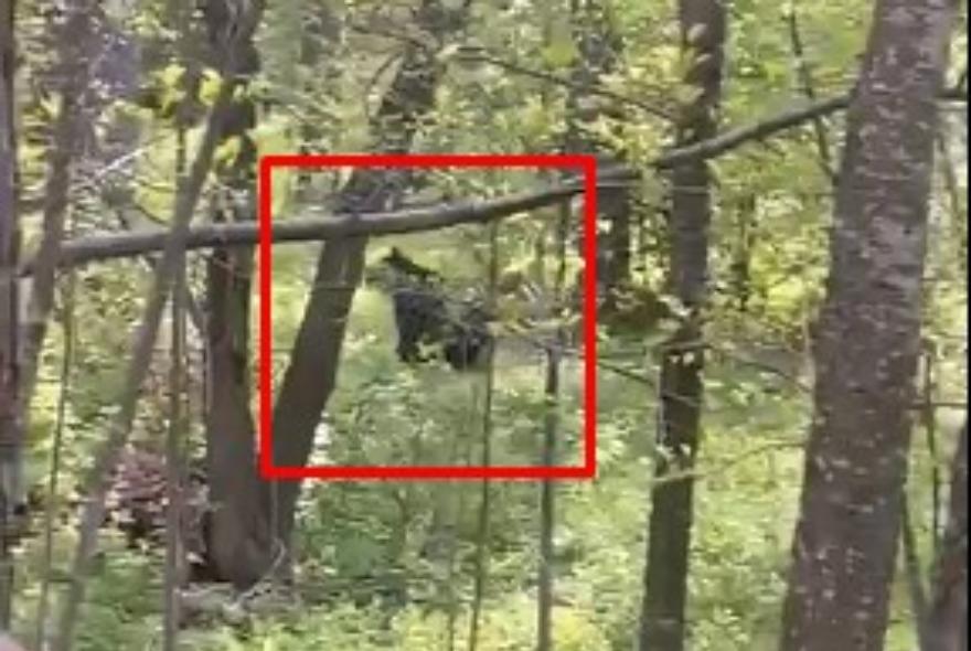 В Никольском районе бегающего в лесу медведя сняли на видео