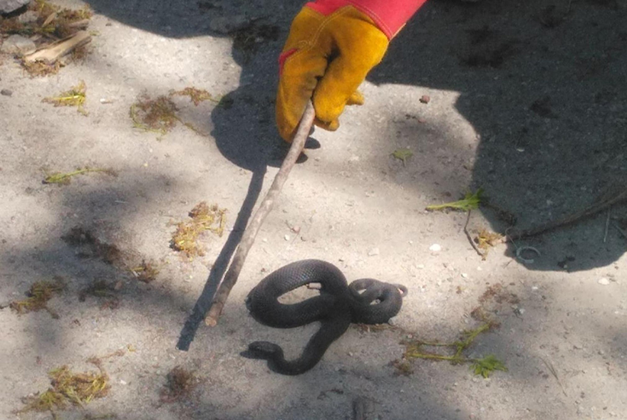 В Пензе у торгового центра спасатели поймали ядовитую змею