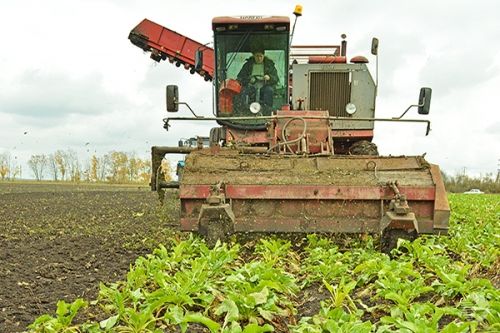 В Пензенской области собирают до 620 ц/га сахарной свеклы