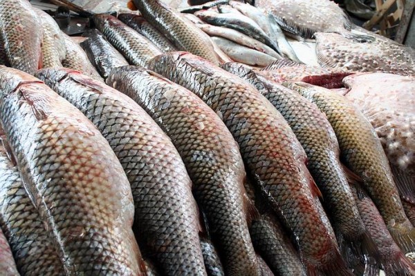 В Пензенской области Роспотребнадзор забраковал более 400 кг замороженной рыбы