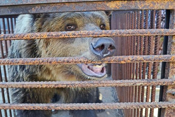 В Пензе ищут спонсоров для отправки медведицы Нюры в минский зоопарк