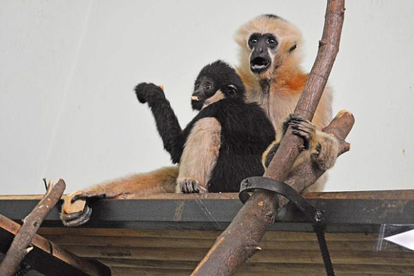 В пензенском зоопарке «семье» гиббонов выделили «двушку»