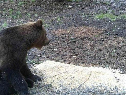 Жителей Пензенской области предупредили о выходе из спячки бурых медведей 