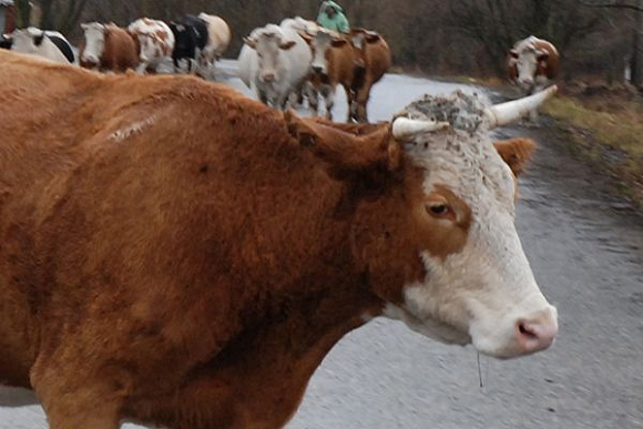 В Пачелмском районе вор сдал чужих коров на скотобойню