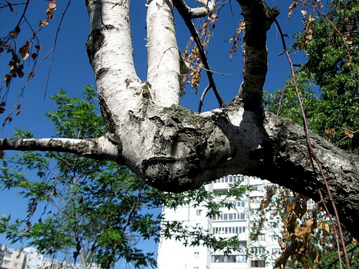 В Пензенской области будут бороться с засохшими деревьями