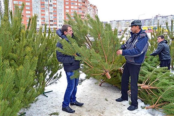 В пензенской мэрии назвали минимальные цены на елки