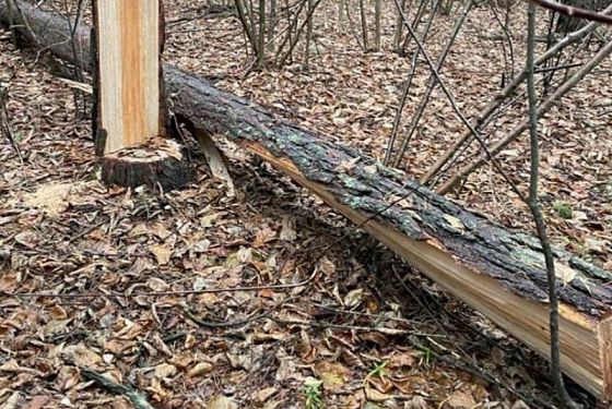 В лесу Кузнецкого района незаконно вырубили сосны 