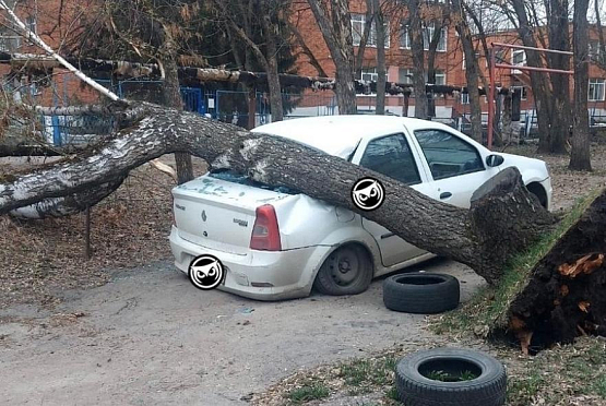 В Арбекове упавшее дерево раздавило автомобиль