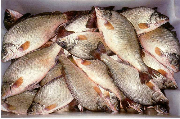 Пензенская область — в лидерах ПФО по производству товарной рыбы