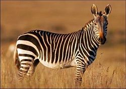 В зоопарке Пензы поселится зебра