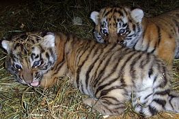 Тигрица Тайга из Пензы обзавелась потомством в гродненском зоопарке
