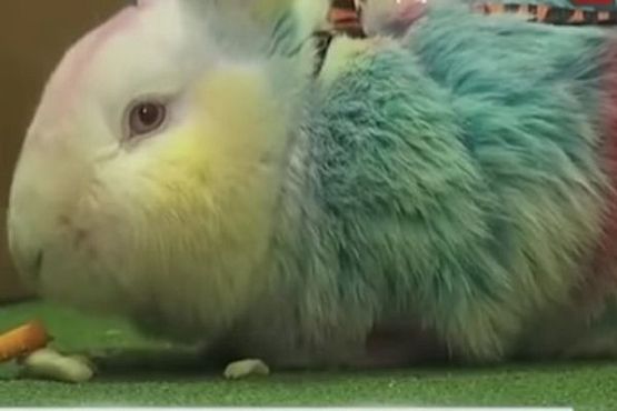 В Пензе петиция против покраски кроликов набрала 55 тыс. голосов
