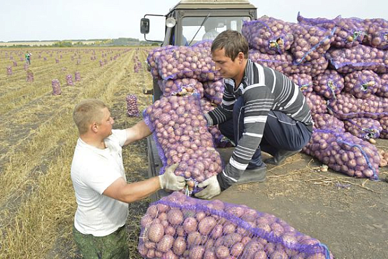 В Пензенской области уродилось море картошки