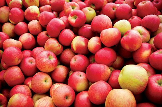 В Пензе уничтожили больше тонны санкционных польских яблок и груш