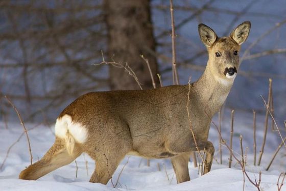 В лесу Пензенского района браконьер застрелил косулю