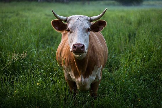 В Наровчате вынесли приговор покупателю несуществующих коров