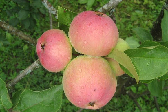 В Спасском районе рецидивист выкопал 12 яблонь и продал в Мордовию