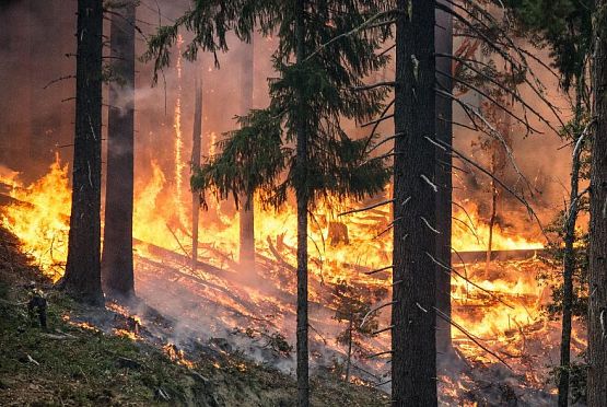 34 лесных пожара произошло в Пензенской области в 2023