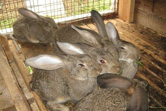 Фермеры из Татарстана обучат пензенских коллег нюансам кролиководства