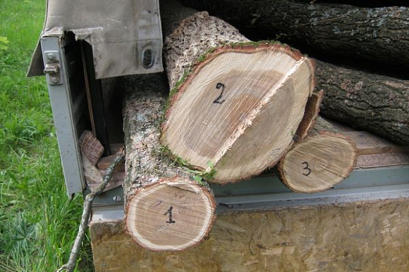 В Пензенской области браконьеры срубили деревья на сумму 1 млн. руб.