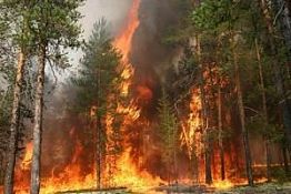 В области зафиксировано 190 лесных пожаров