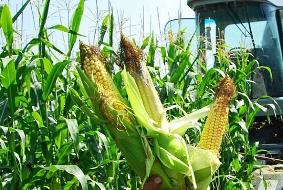 В Пензенской области приступили к уборке кукурузы