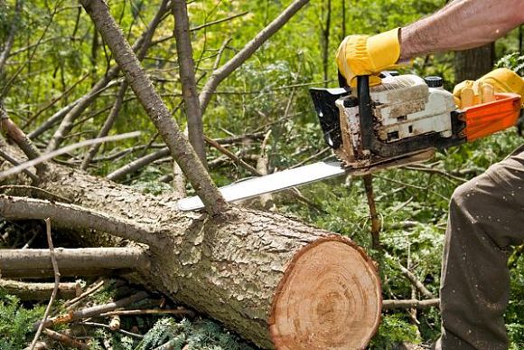В Пензе участились случаи незаконной вырубки деревьев