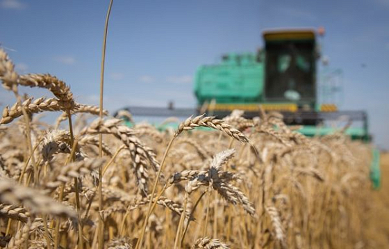 В Белинском районе собирают рекордный урожай пшеницы