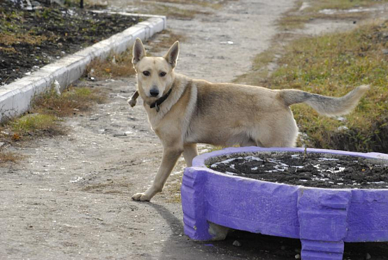 В полицию Пензы поступило около 1000 жалоб на собак