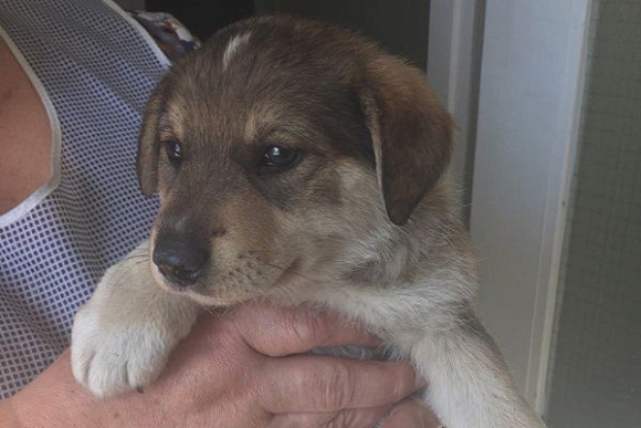 В Пензе спасли щенка, над которым издевался ребенок — соцсети