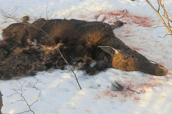 В Городищенском районе браконьер убил лося