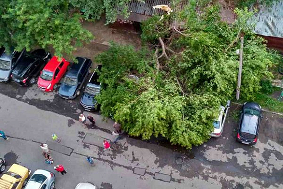 В Пензе на ул. Калинина дерево придавило три автомобиля