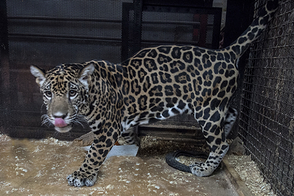 Пензенский зоопарк объявил конкурс на имя для ягуара