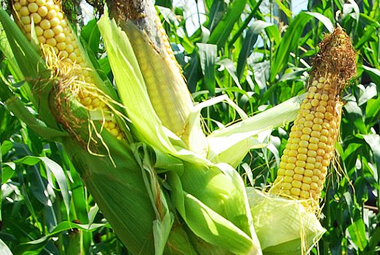 В Наровчате пара злоумышленников умыкнула 2,5 т кукурузы