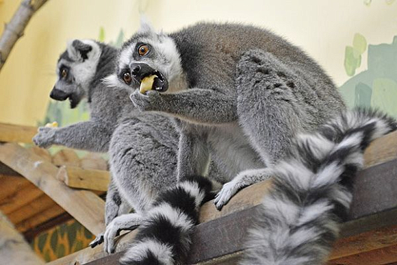 В Пензенском зоопарке показательно накормят лемуров