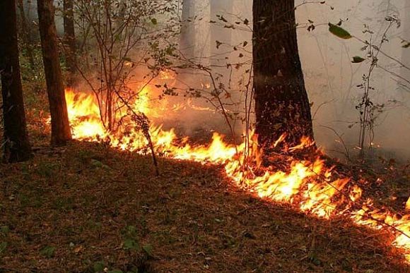 В Пензенской области за сутки произошло два лесных пожара
