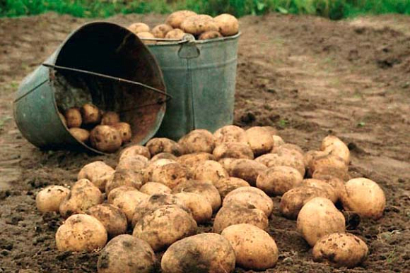 В Пензенской области собрали почти 550 тыс. тонн картофеля