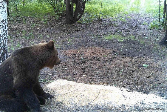 В лесу Сосновоборского района вновь подтвердили обитание бурого медведя