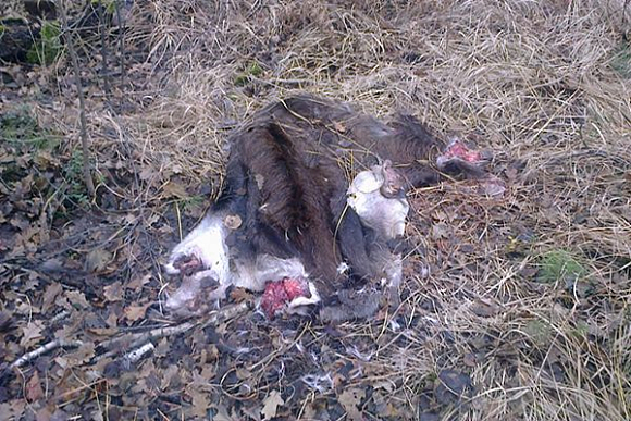 В Сердобском районе нашли останки убитого лося