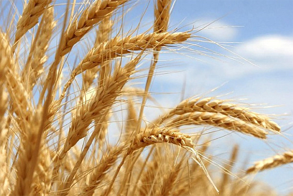В Пензенской области увеличат посевы зерновых, подсолнечника и сахарной свеклы