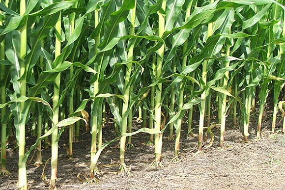 В Пензенской области увеличатся посевы кукурузы и льна