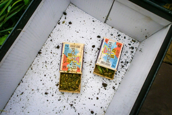 В квартире сердобчанина нашли более 136 граммов марихуаны