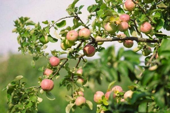 В Сердобском районе возродят 700 гектаров фруктовых садов