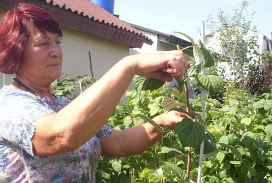 Готовим малину к зиме — советы эксперта